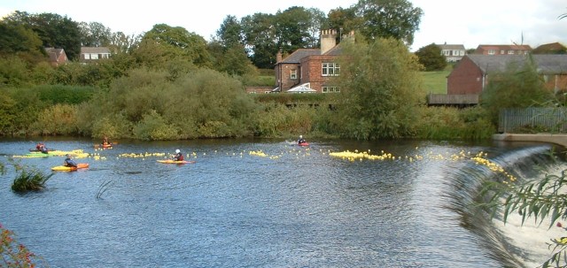 dscf0349 duck race 2010 640w